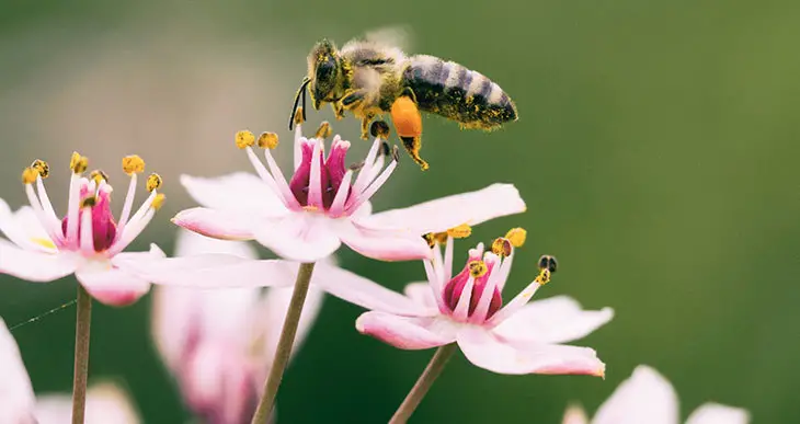 Honey Plants And Flowers That Attract Honey Bees