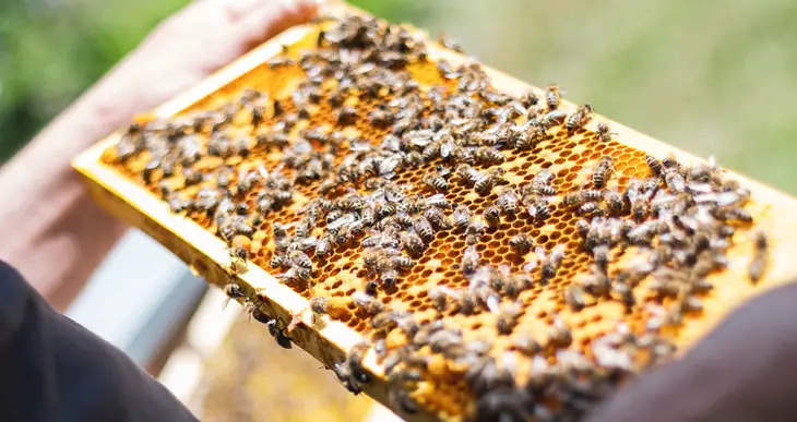 the benefits of keeping bees