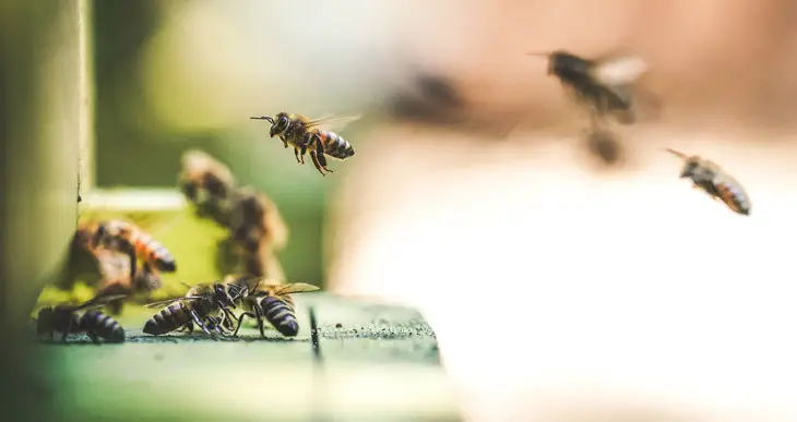 best honey bees for beginners