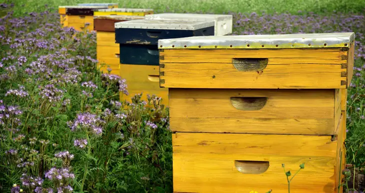 how to move a beehive