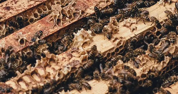 what-is-burr-comb | Beekeeping Insider