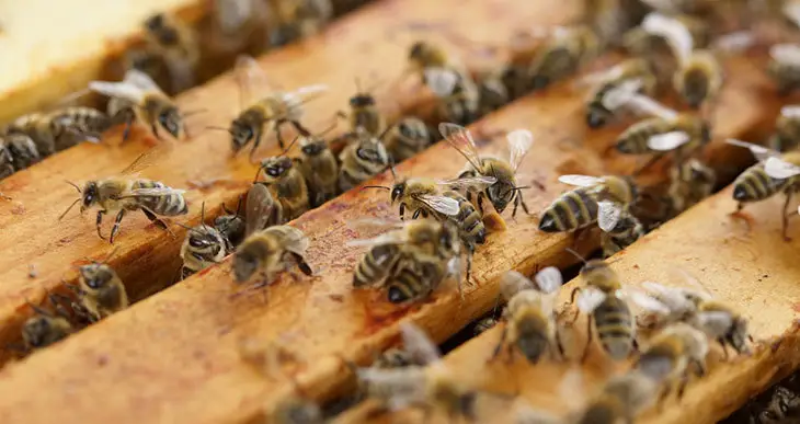 when to start a beehive