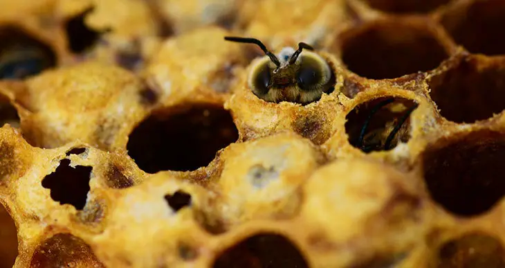 how to buy honey bees