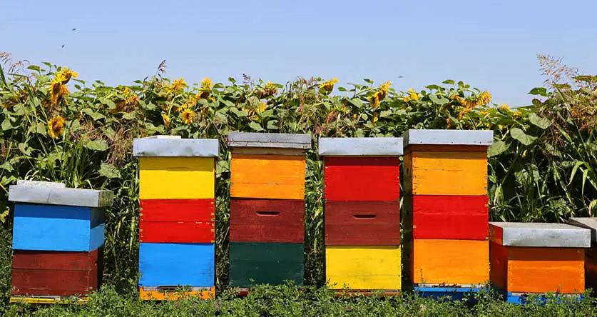 different-types-of-bee-hives-with-pictures-how-many-are-there