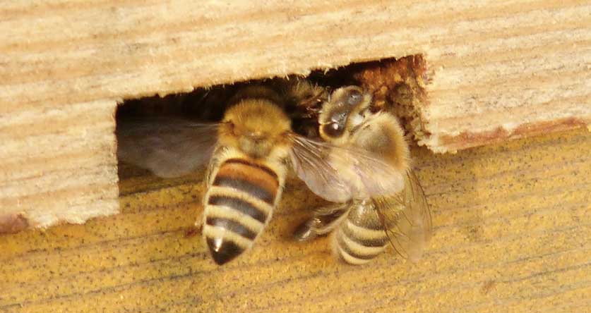 how-big-should-a-beehive-entrance-be-amazing-facts-beekeeping-insider