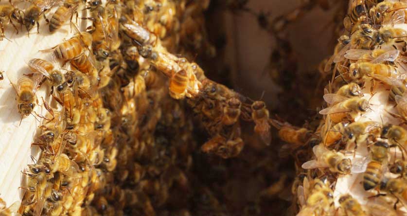 festooning-bees-mystery-explained-beekeeping-insider