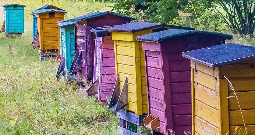 What Color Should A Beehive Be Beekeeping Insider   What Color Should A Beehive Be 