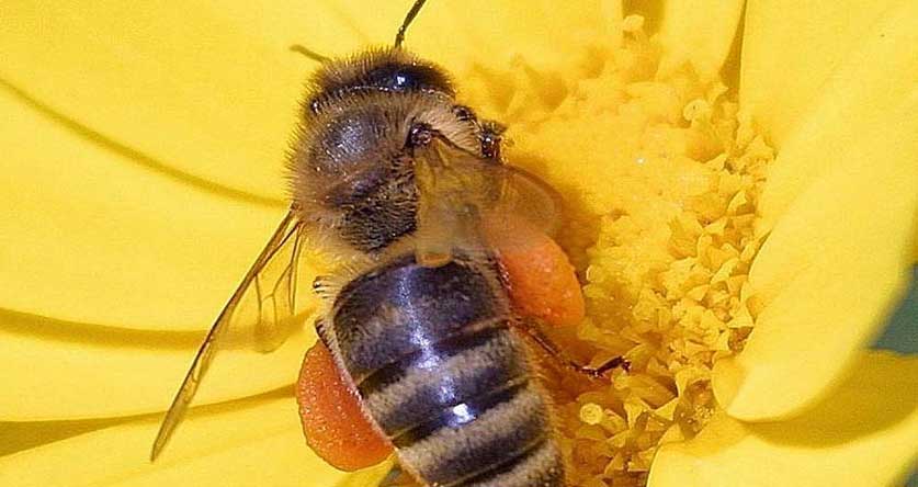 When Are Bees Least Active Get In Sync Beekeeping Insider when-are-bees-least-active-get-in-sync-beekeeping-insider