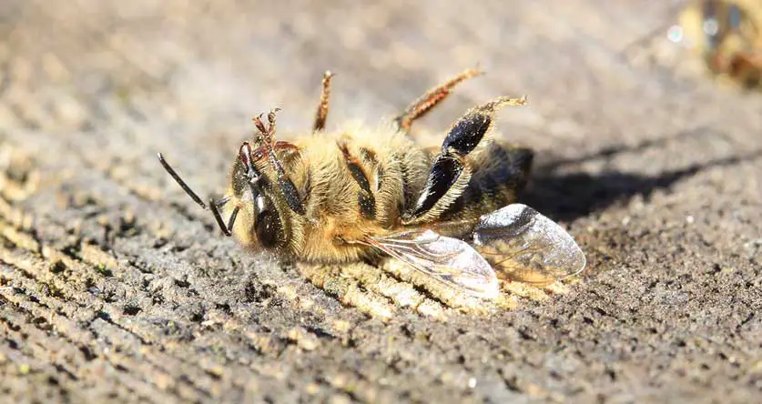 Tegen de wil Aggregaat influenza Will Bleach Kill Bees? (And What You Need to Do Instead!)