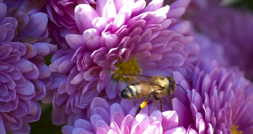 What Color Do Bees Hate The Most Don t Wear This Beekeeping Insider