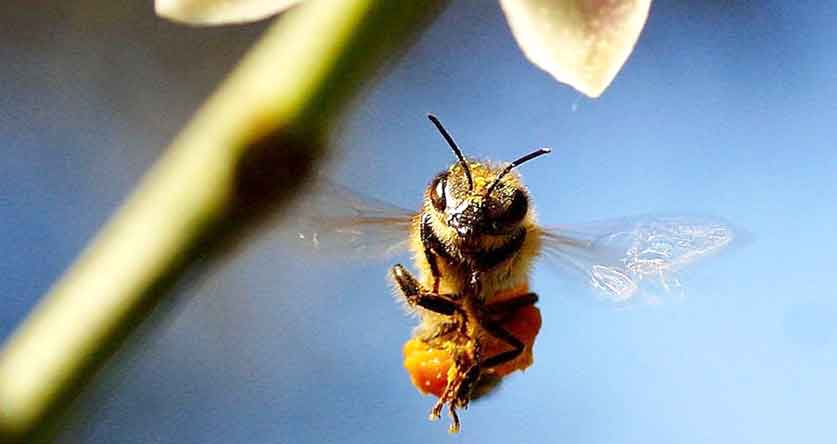 Bee Cleansing Flight (What’s It All About?) | Beekeeping Insider